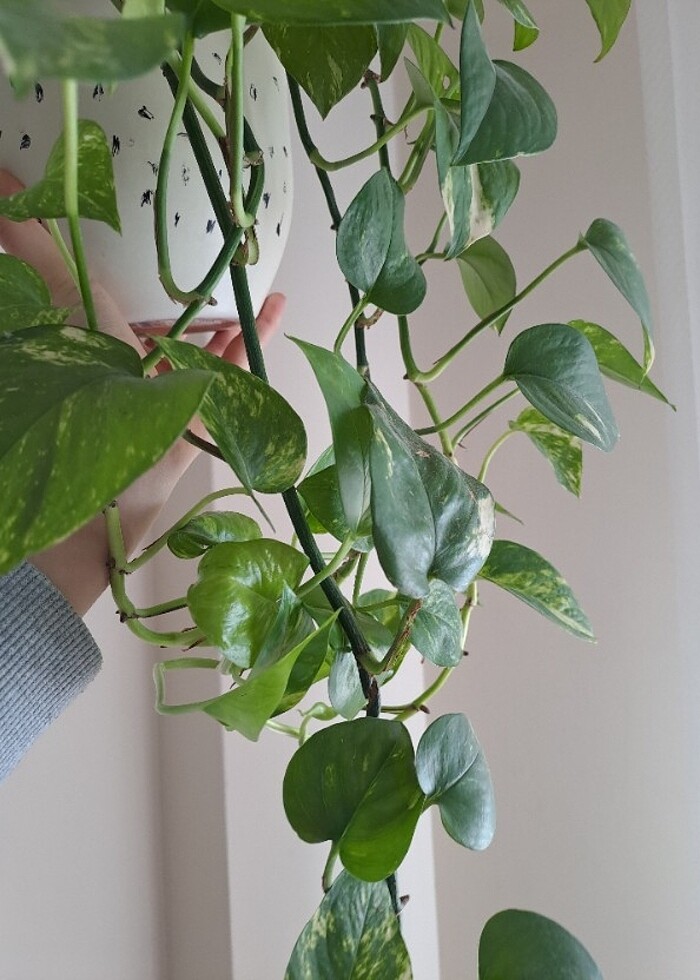 Pathos sarmaşık canlı - Görsel 2