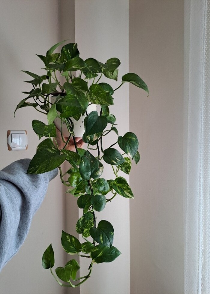 Pathos sarmaşık canlı - Görsel 3