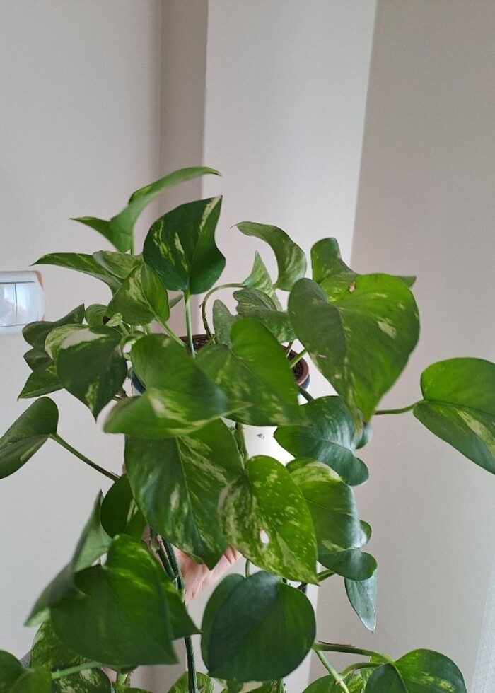 Pathos sarmaşık canlı - Görsel 4