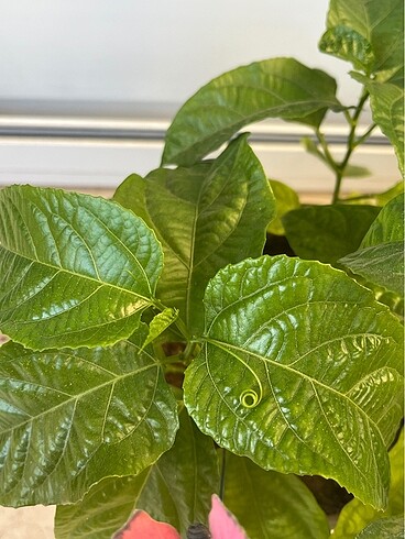 Çarkıfelek pasiflora meyvesi tohumu - Görsel 5