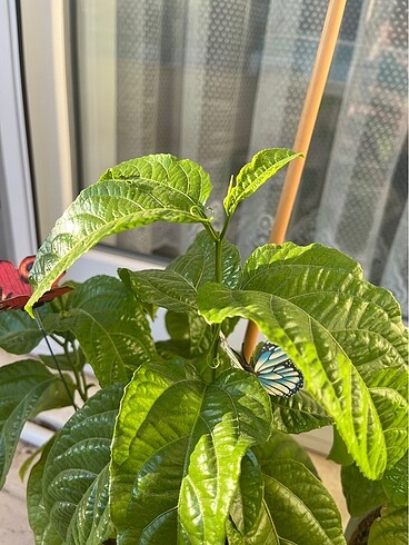 Çarkıfelek pasiflora meyvesi tohumu - Görsel 6