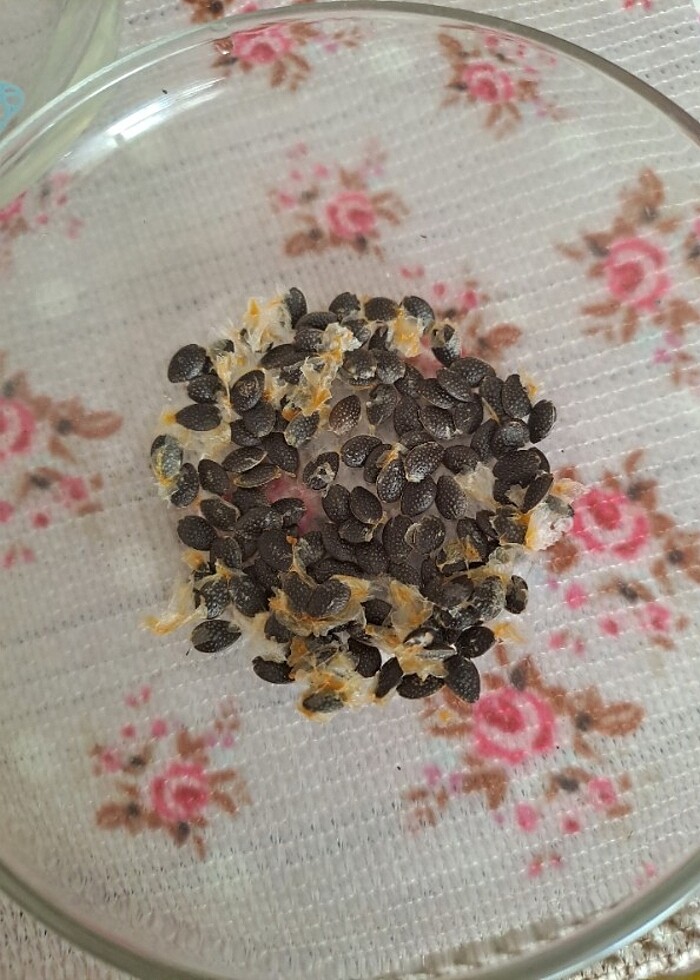 Çarkıfelek pasiflora meyvesi tohumu - Görsel 3