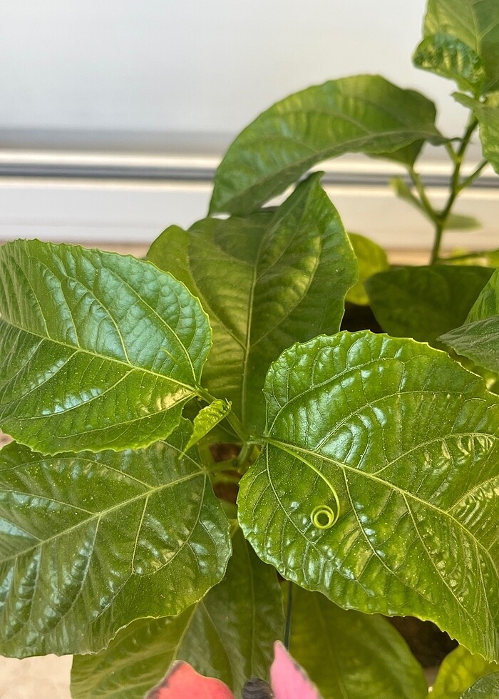 Çarkıfelek pasiflora meyvesi tohumu - Görsel 5