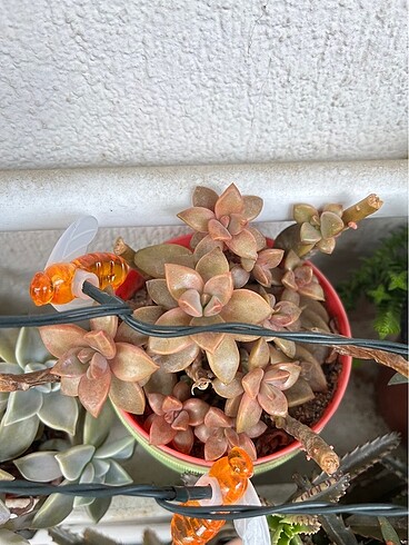 Grapto sukulent - Görsel 4