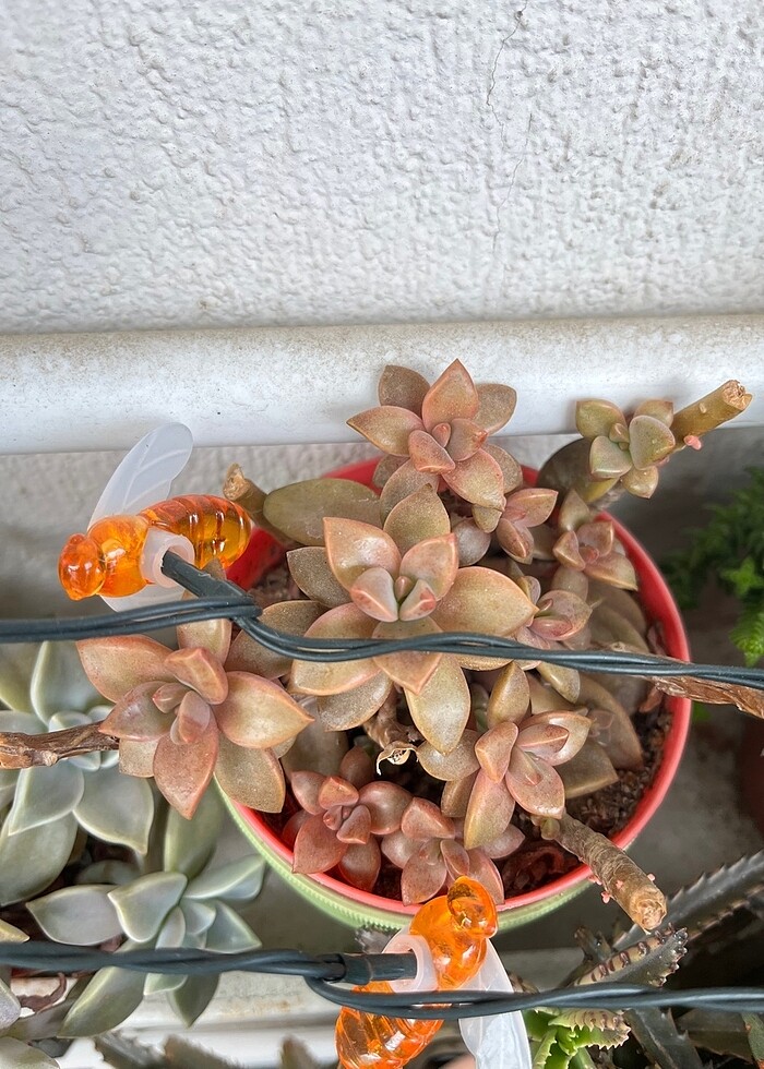 Grapto sukulent - Görsel 4