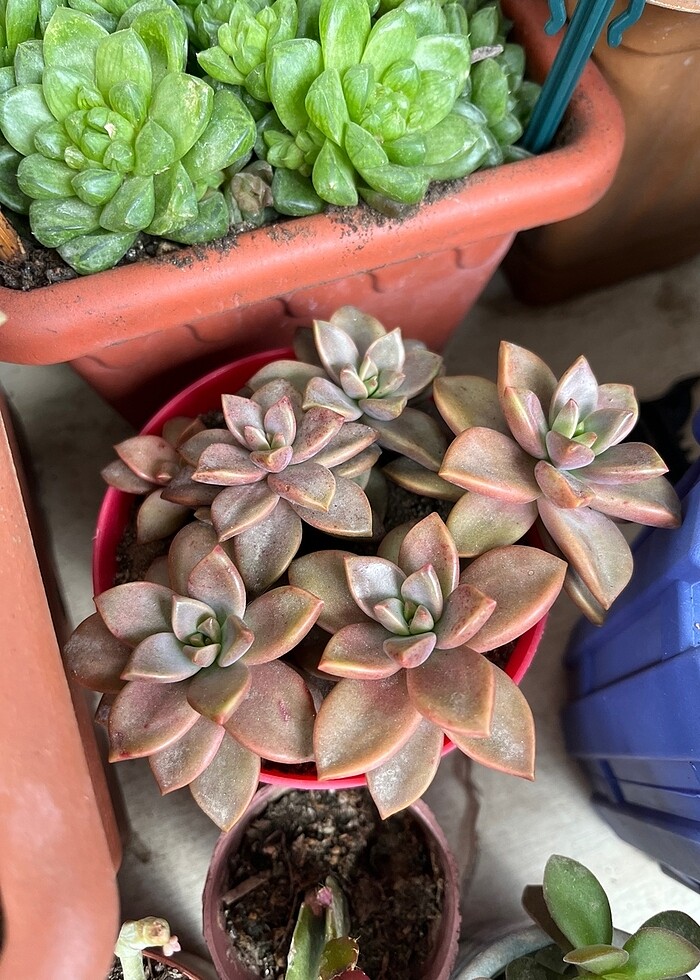 Grapto sukulent - Görsel 3