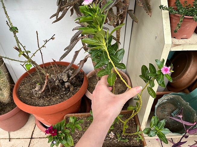 Rozet çiçeği tohumu - Görsel 2