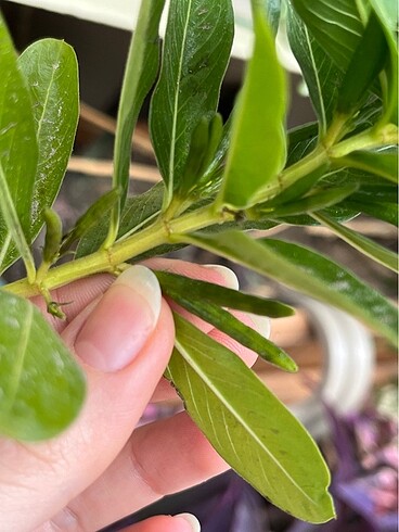 Rozet çiçeği tohumu - Görsel 3