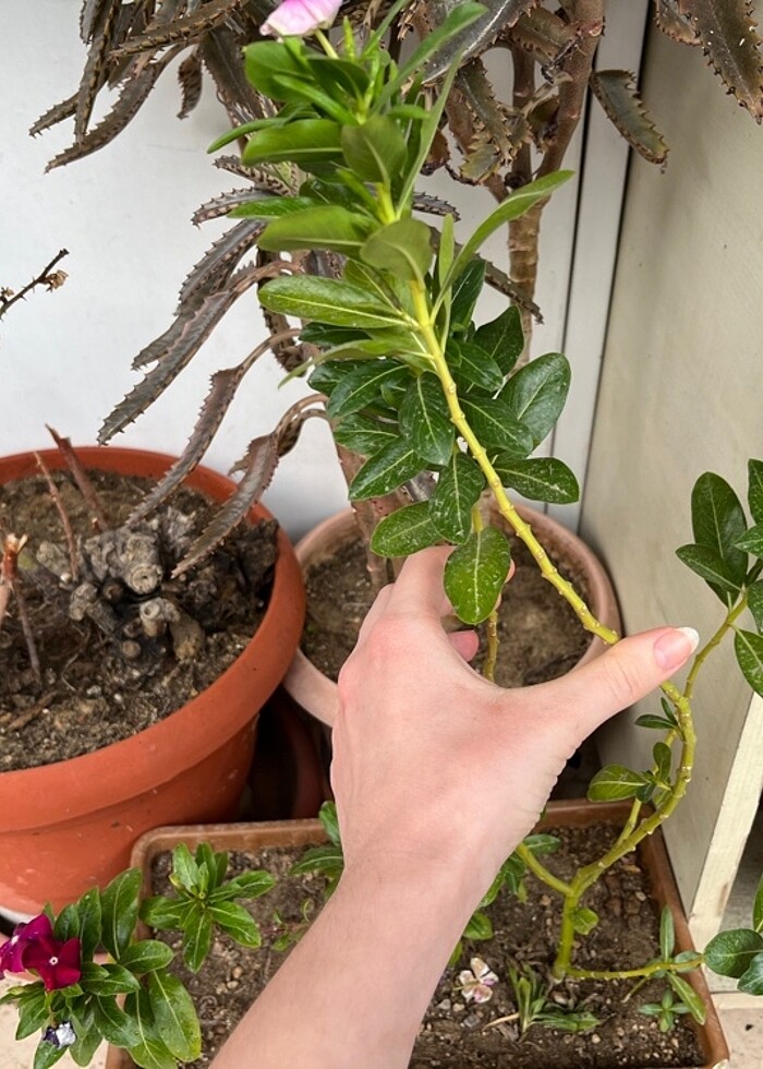 Rozet çiçeği tohumu - Görsel 2