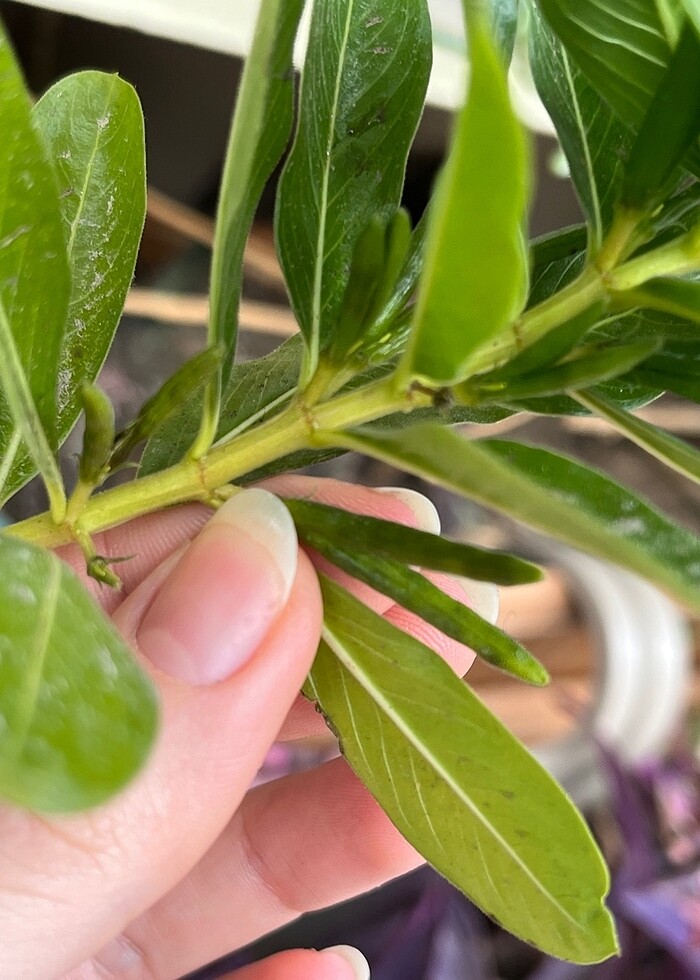 Rozet çiçeği tohumu - Görsel 3