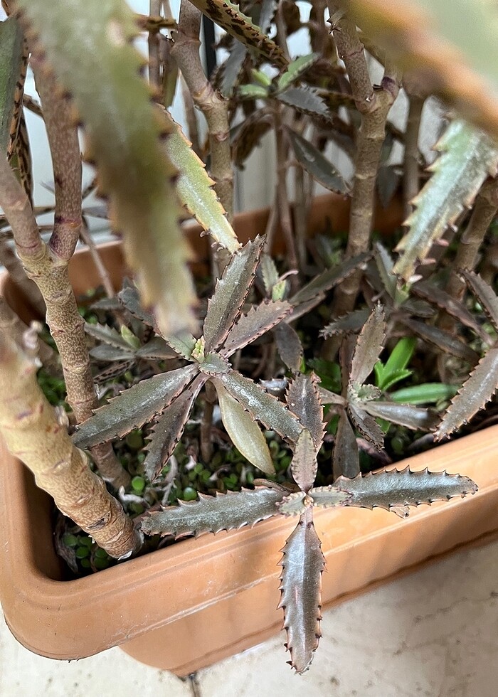 Aşkın gözyaşı çiçeği - Görsel 2