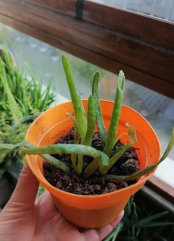 Aloe vera 