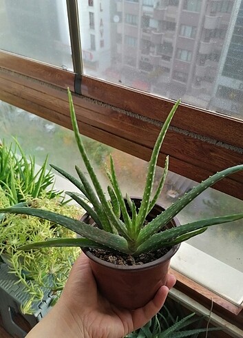 Aloe vera 