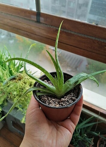 Aloe vera 