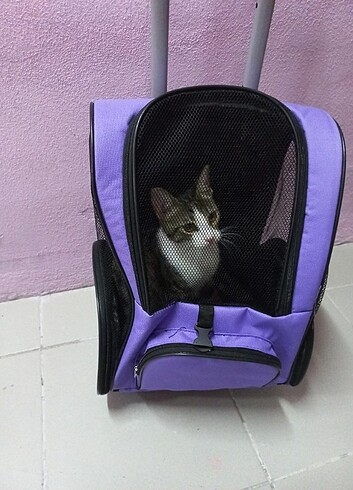 Kedi taşıma çantası 