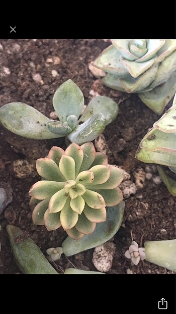 Echeveria Minima Veriagated