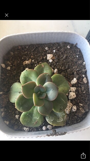 Echeveria