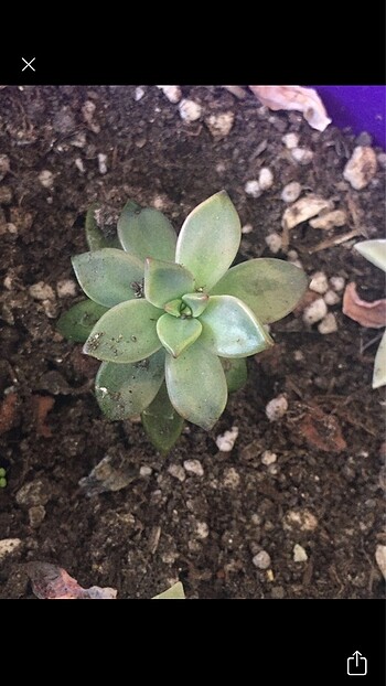 Graptopetalum paraguayense