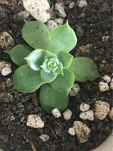 Echeveria Agavoides