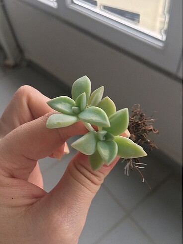 Graptopetalum paraguayense