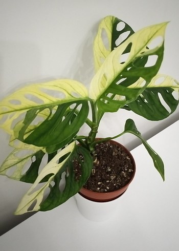 Beyaz Saksıda Delikli Monstera Bitkisi