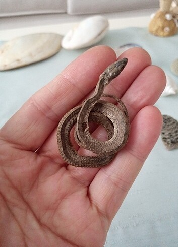  Beden Doğal kurutulmuş deniz yılanı 
