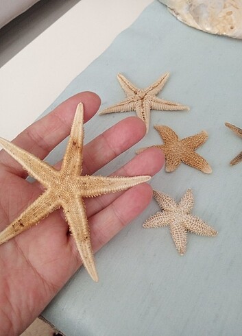  Beden Doğal deniz yıldızları toplu fiyatıdır ????