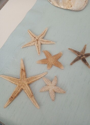  Beden çeşitli Renk Doğal deniz yıldızları toplu fiyatıdır ????