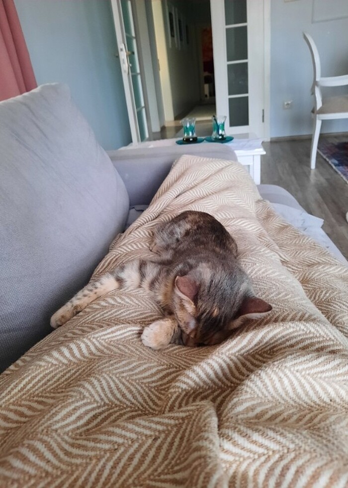 Deri syakkabi - Görsel 4