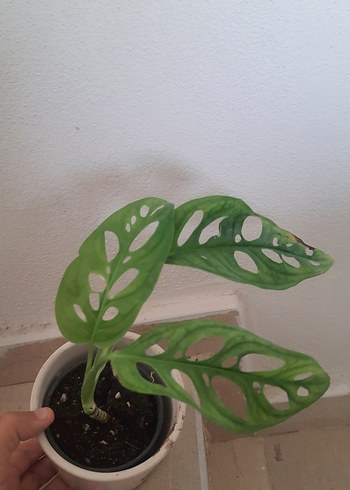 Çiçek monstera monkey mask bitkisi