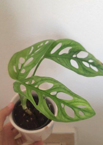  Beden monstera monkey mask bitkisi