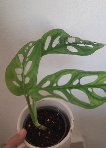 monstera monkey mask bitkisi