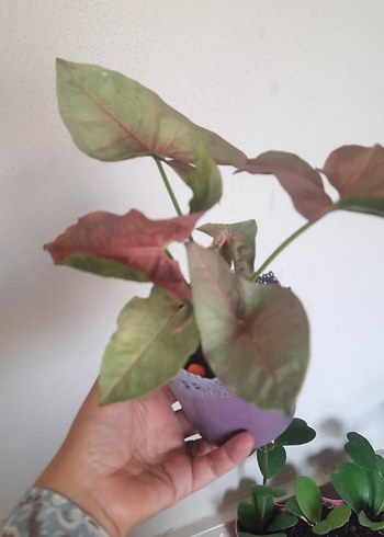  Beden pembe Renk pembe melek kanadı syngonium