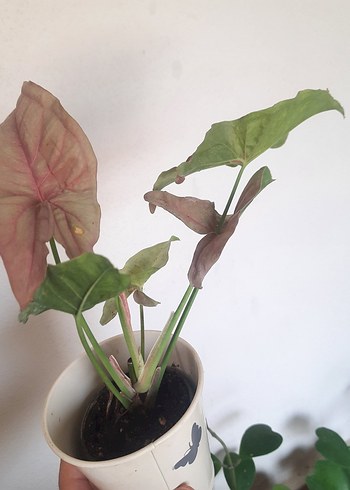 Çiçek pembe melek kanadı syngonium