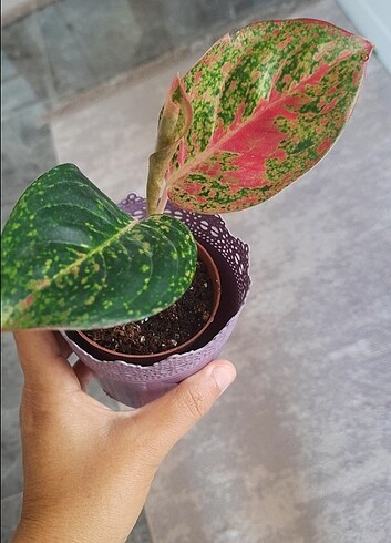 Aglaonema pink princes