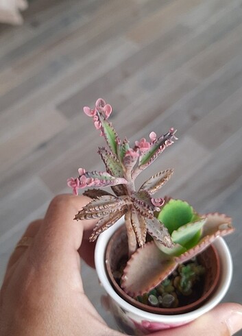 Pembe ve yeşil aşkın gözyaşı 