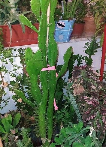 Kaktüs 