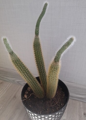Kaktüs 