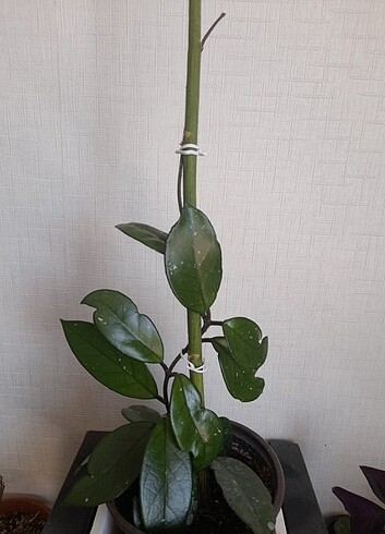  E.L.F Hoya mum çiçeği 