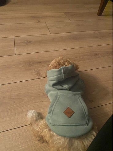  Beden Renk Köpek Sweatshirt Kıyafeti