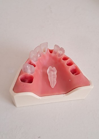 EndoPrep endodontik diş etli çene