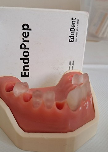 EndoPrep endodontik diş etli çene