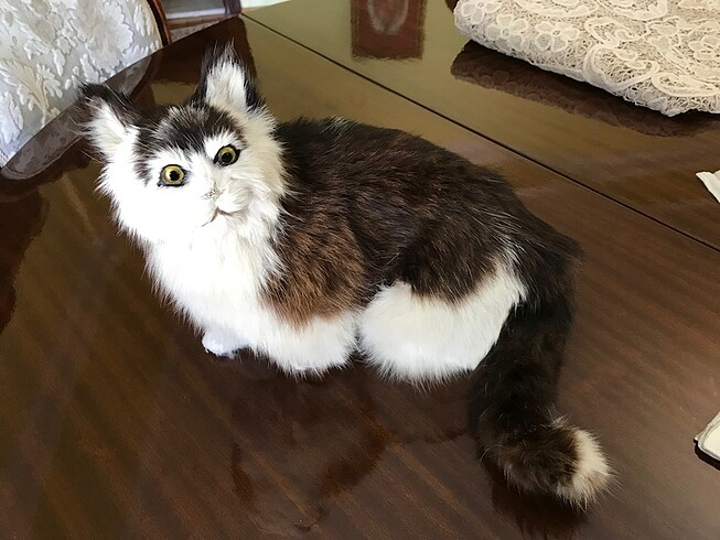 Gerçek Kedi