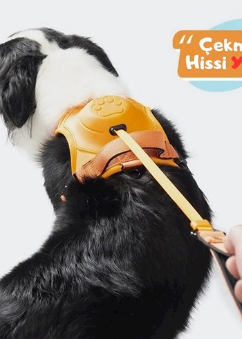 Renkli Camel Köpek Tasması