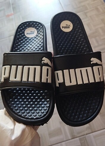 Puma terlik