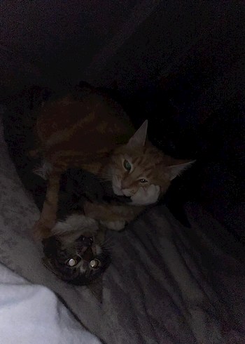 Siyah Rahat Kesim Erkek Eşofman Altı - Görsel 5