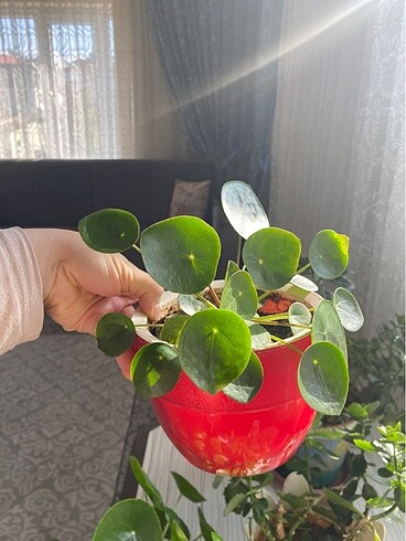  Beden Çin para ağacı (pilea peperomioides)