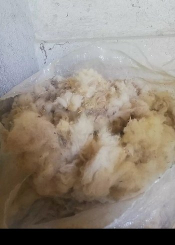 yıkanmamış yün - Görsel 3