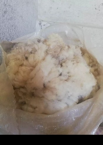 yıkanmamış yün - Görsel 2