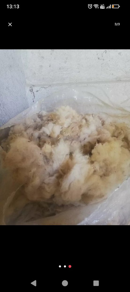 yıkanmamış yün - Görsel 3